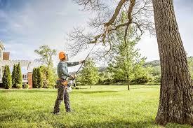 How Our Tree Care Process Works  in  Captain Cook, HI