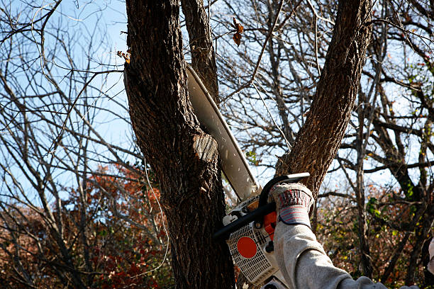 Trusted Captain Cook, HI Tree Care Experts